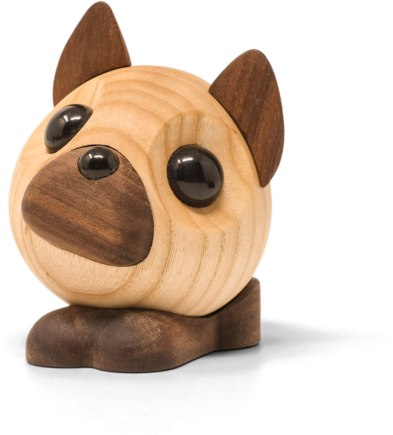 benny den franske bulldog på hvid baggrund