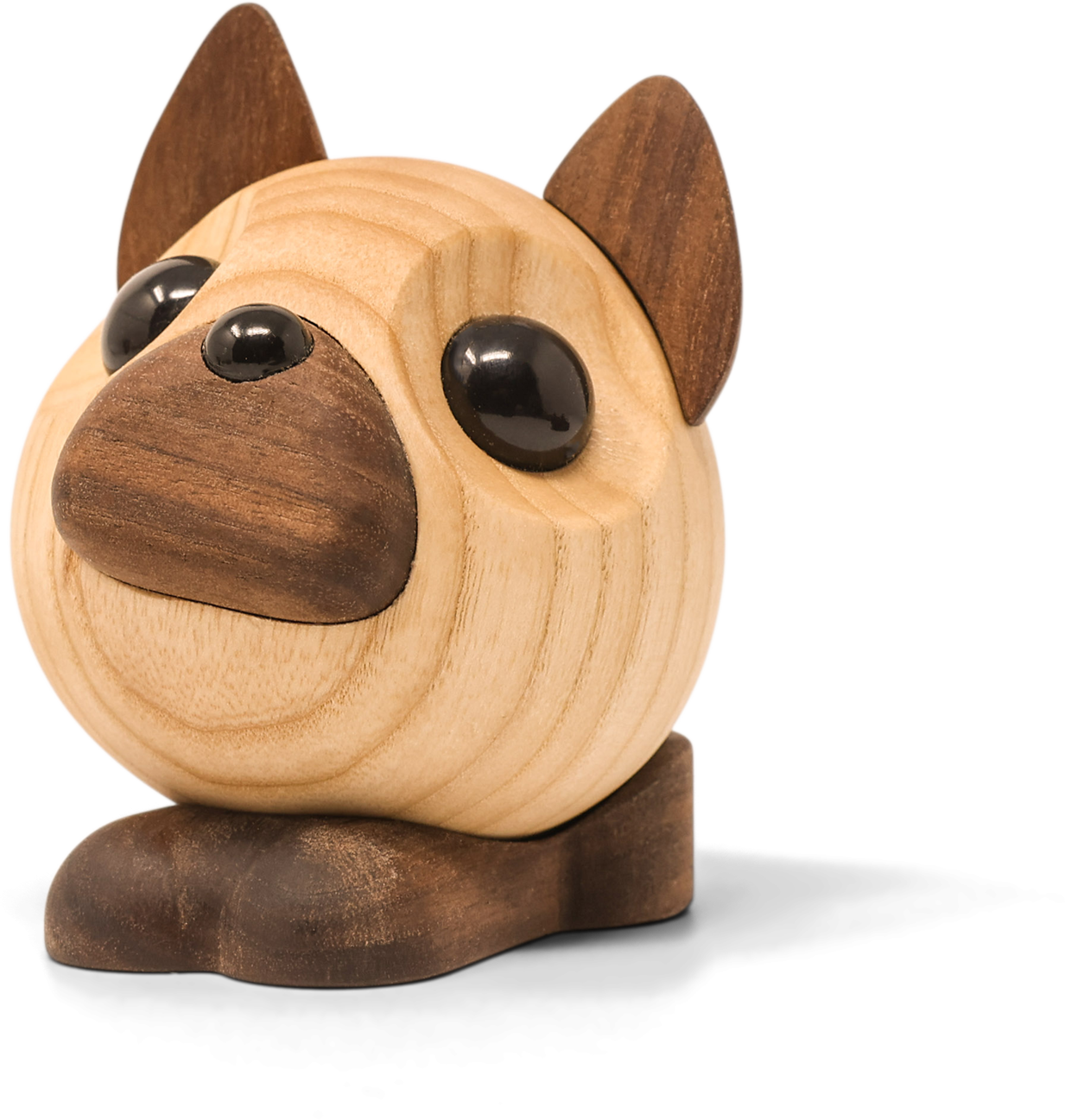 benny den franske bulldog på hvid baggrund