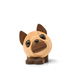 Benny - French Bulldog